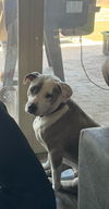 adoptable Dog in queen creek, AZ named Dallas