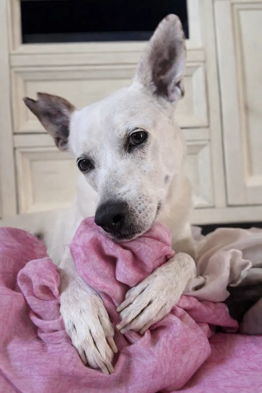 Yo-Yo - Cattle Dog