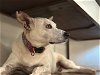 adoptable Dog in queen creek, AZ named Yo-Yo