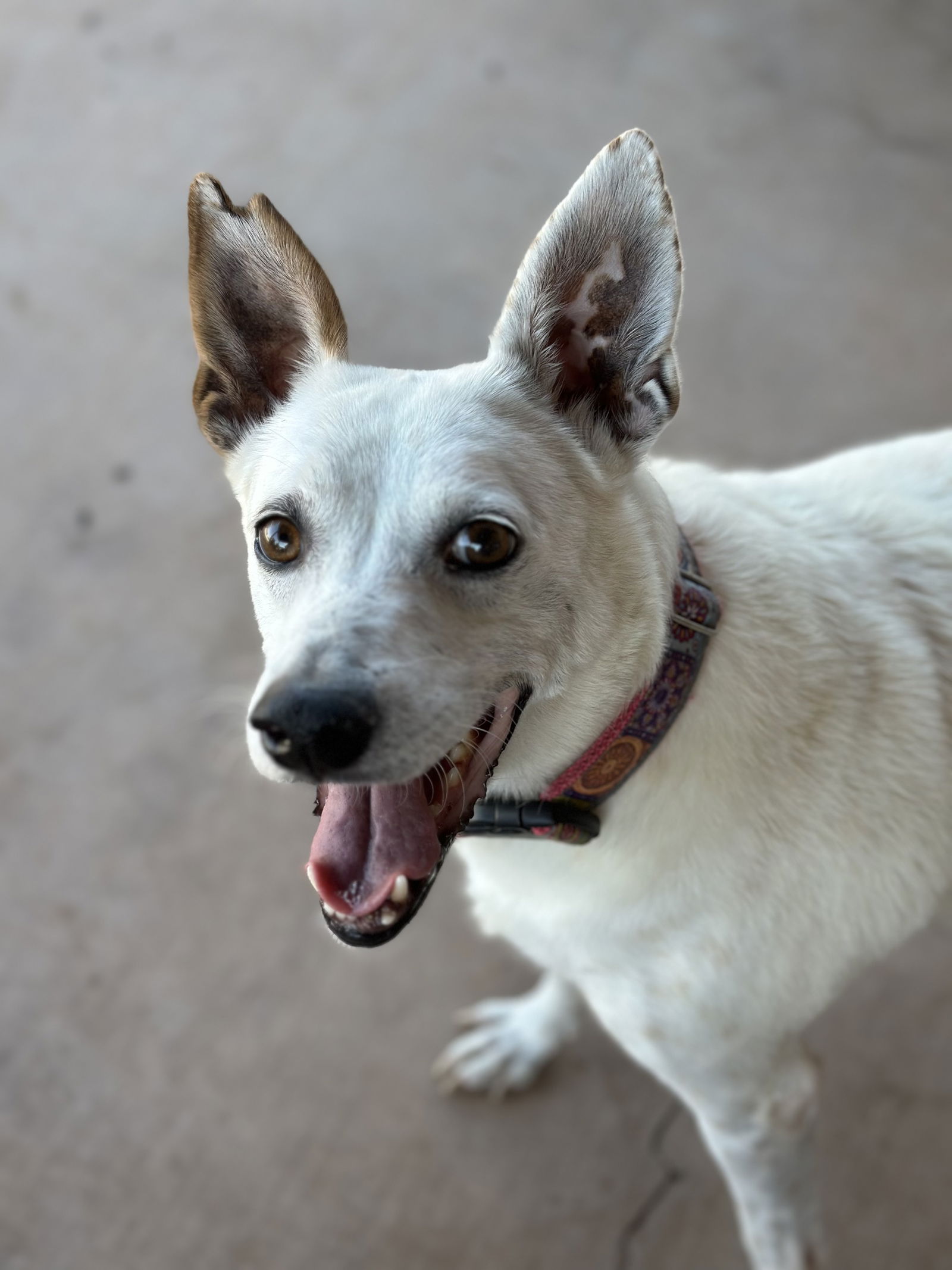 adoptable Dog in Queen Creek, AZ named Yo-Yo