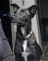 adoptable Dog in queen creek, AZ named Michaela