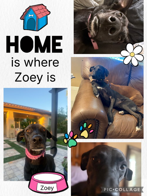 picture of the dog needing adoption