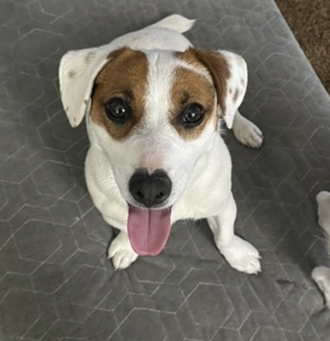 adoptable Dog in Queen Creek, AZ named Patches