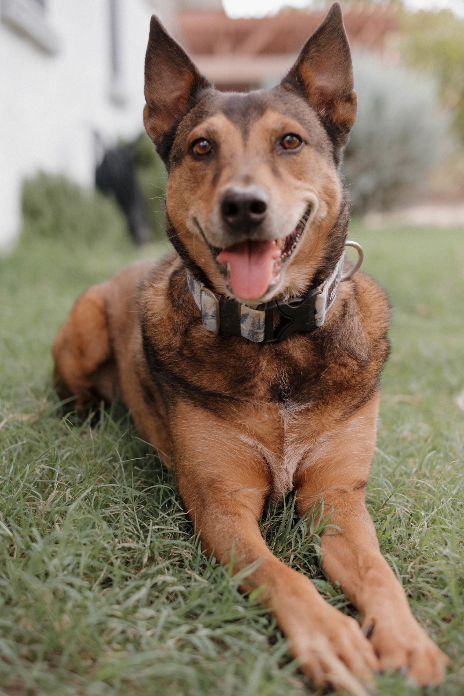 adoptable Dog in Queen Creek, AZ named Moose