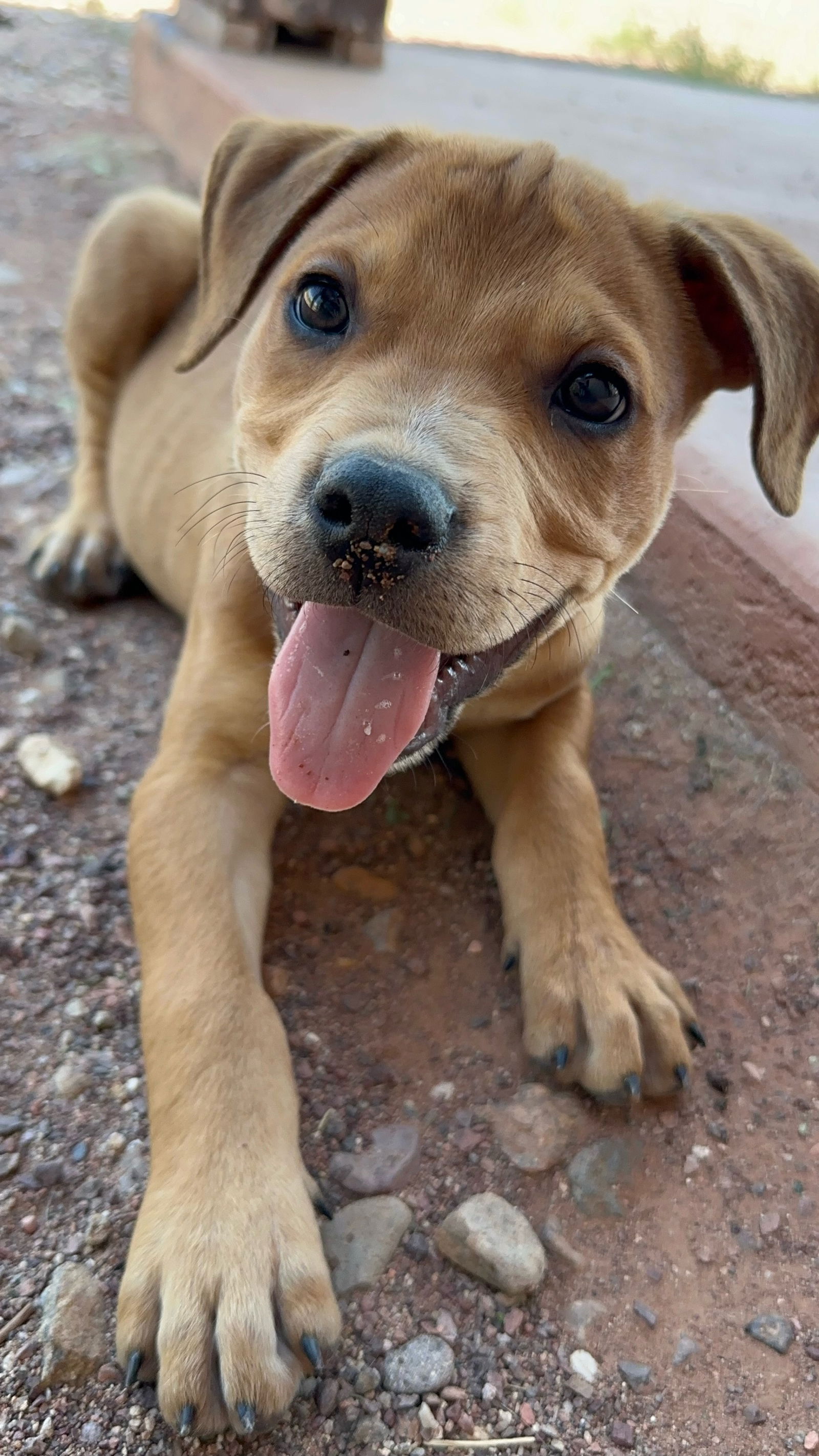 adoptable Dog in Queen Creek, AZ named Roe