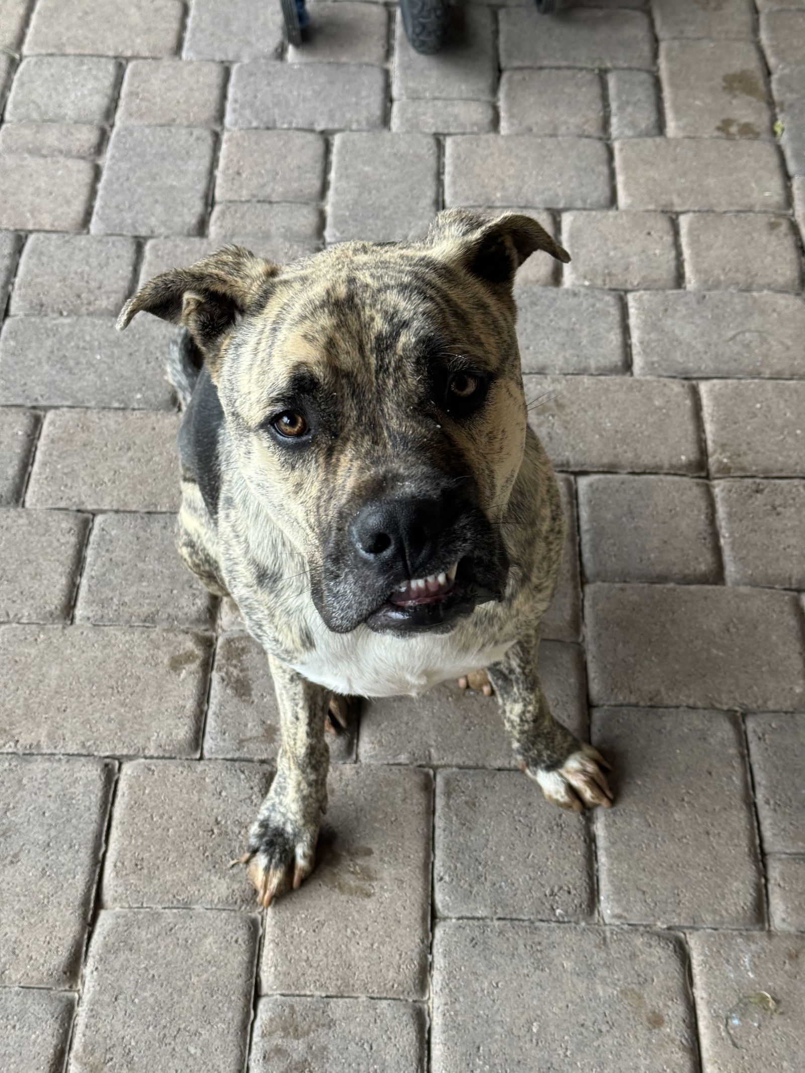 adoptable Dog in Queen Creek, AZ named Blaze