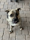 adoptable Dog in , AZ named Blaze