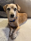 adoptable Dog in queen creek, AZ named Dug