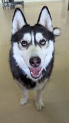 adoptable Dog in queen creek, AZ named Denali