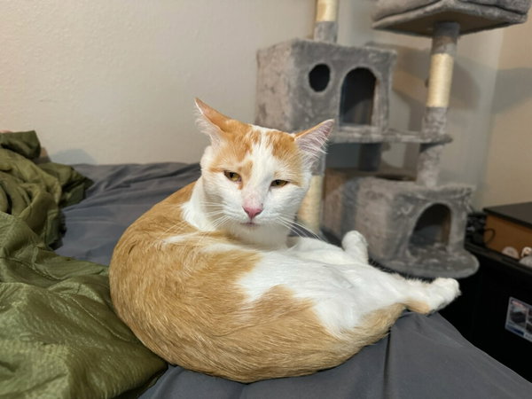Leo