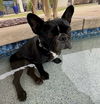 adoptable Dog in queen creek, AZ named Lola
