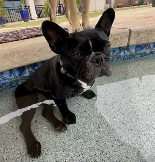 picture of the dog needing adoption