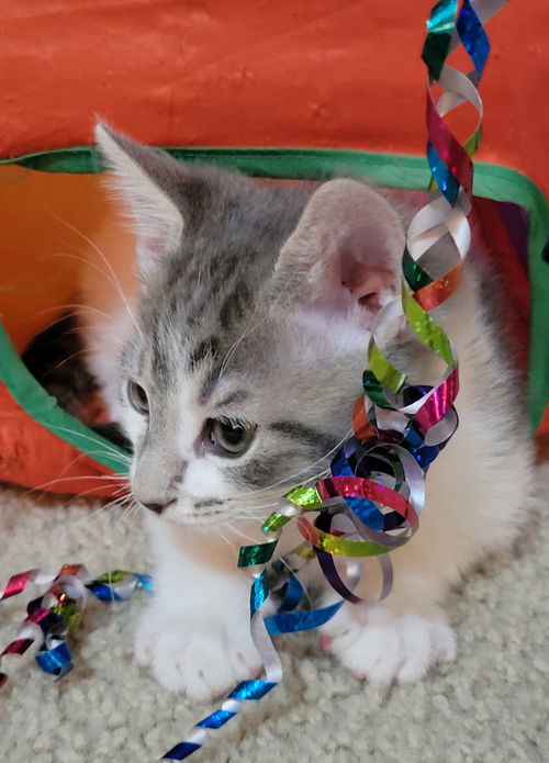 picture of the cat needing adoption