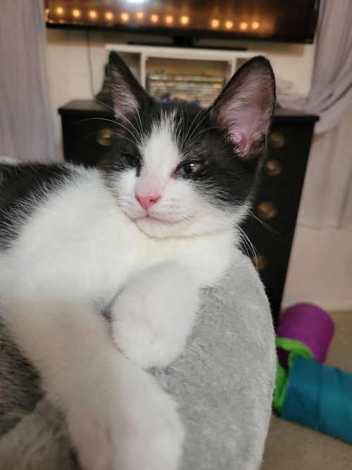 picture of the cat needing adoption