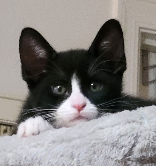 picture of the cat needing adoption