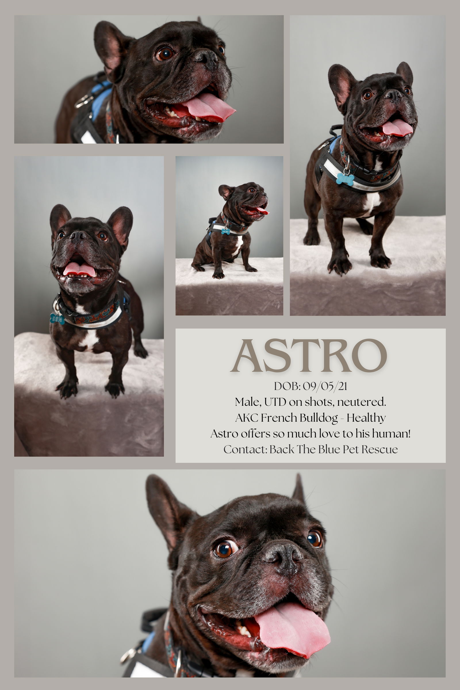 adoptable Dog in Queen Creek, AZ named Astro