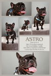 adoptable Dog in queen creek, AZ named Astro