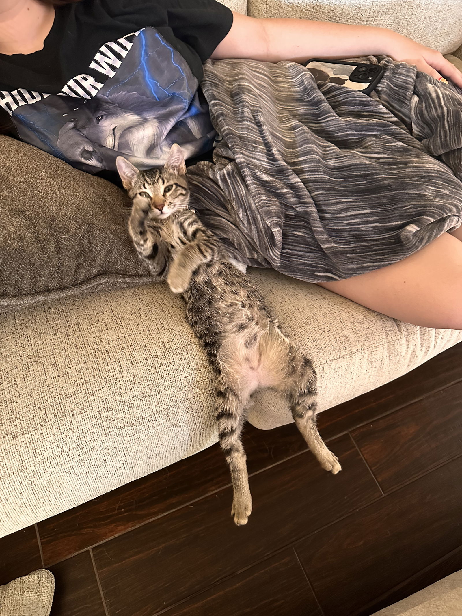 adoptable Cat in Queen Creek, AZ named Maynard (Marshall)