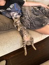 adoptable Cat in queen creek, AZ named Maynard (Marshall)