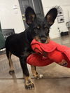 adoptable Dog in queen creek, AZ named Harrison