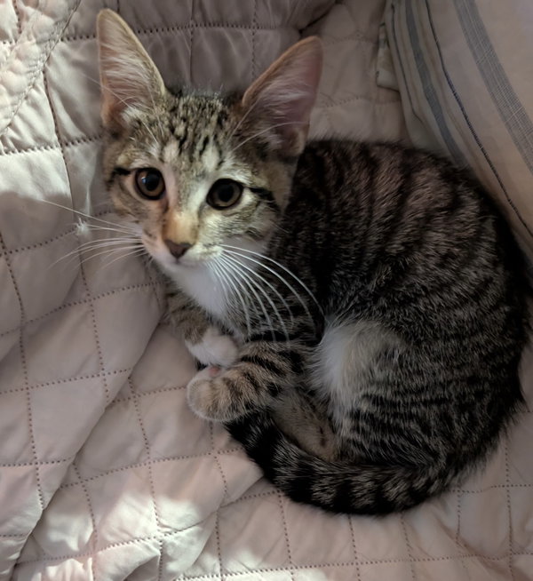 Gracie