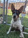 Checkers - Photo 5