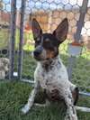 Checkers - Photo 8