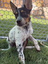 Checkers - Photo 9