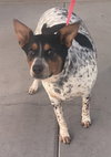 Checkers - Photo 6