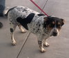Checkers - Photo 7