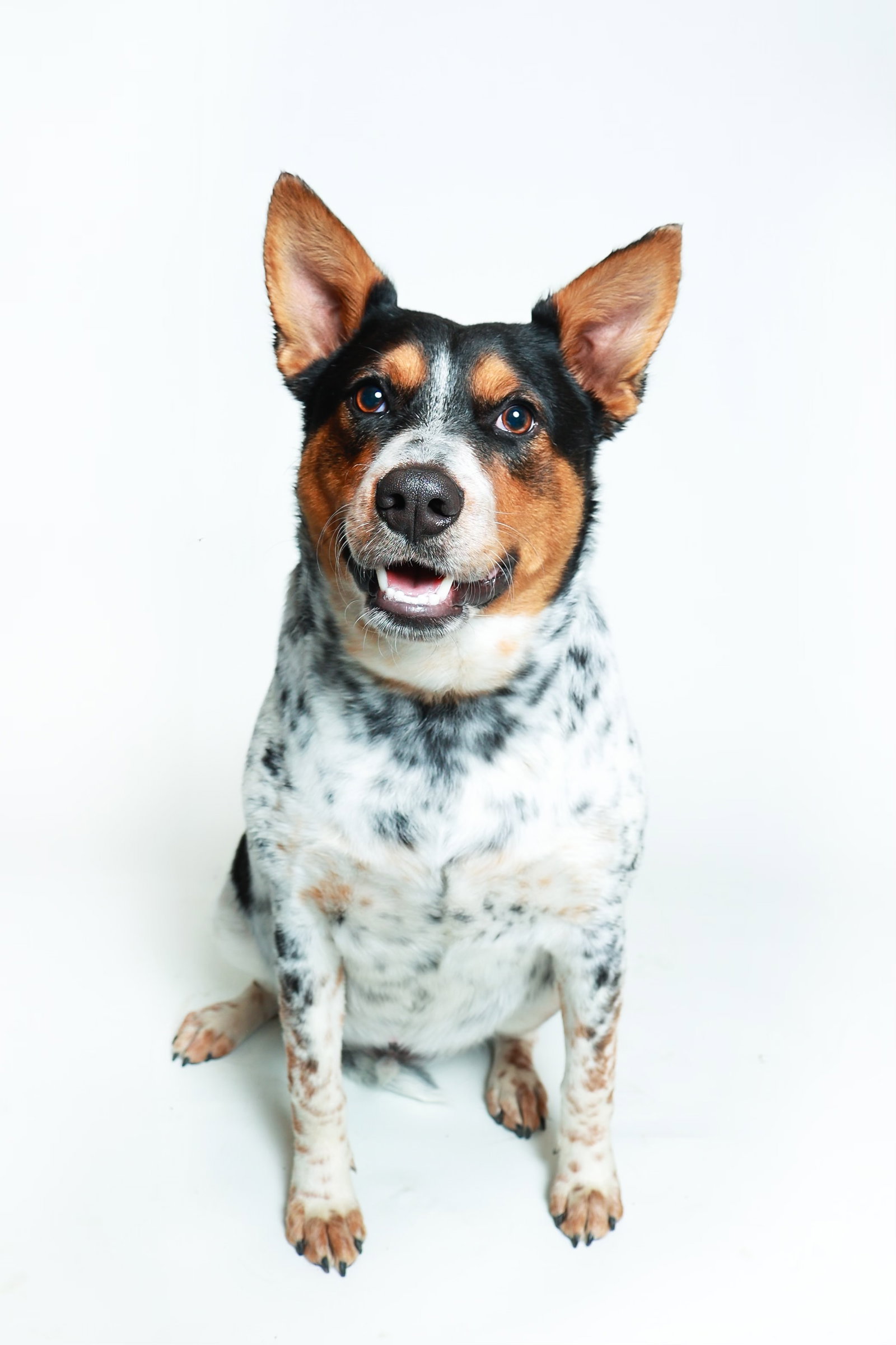 Checkers Image