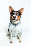 Checkers - Photo 1
