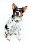 Checkers - Photo 3