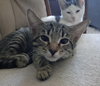 Thor - Photo 6