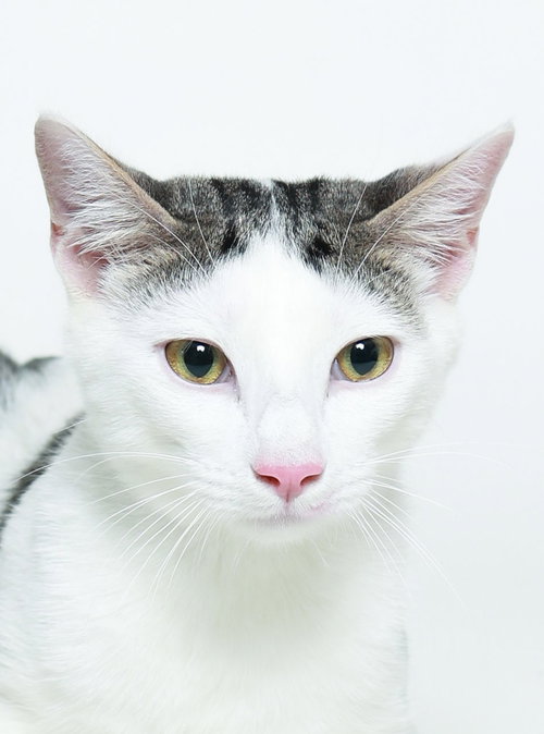 THOR - Domestic Short Hair available for adoption