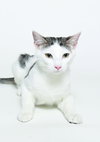 Thor - Photo 3