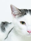 Thor - Photo 4