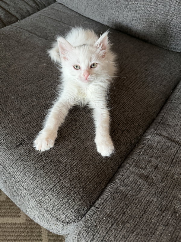 Sugar