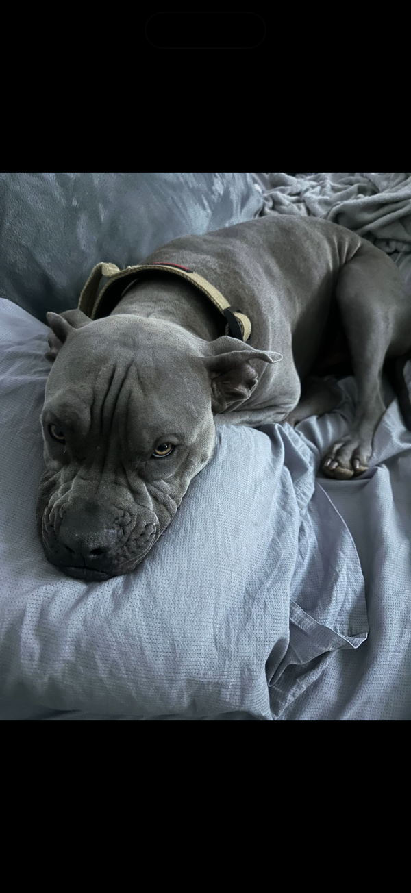 Draco