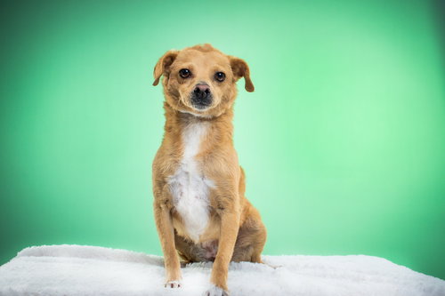 MINI OPAL - Chihuahua / Dachshund available for adoption