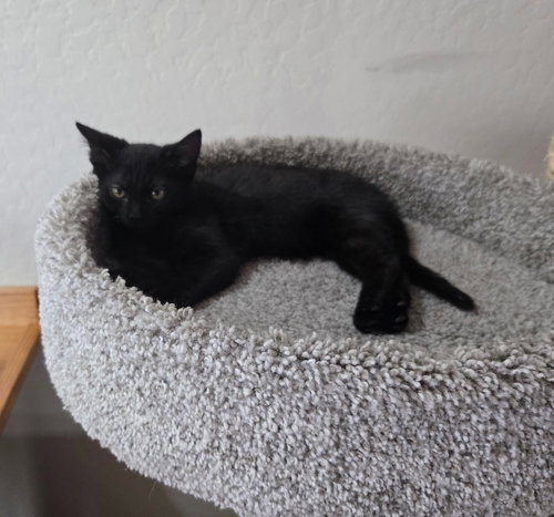 Dani (Purple), an adoptable Domestic Short Hair in Queen Creek, AZ