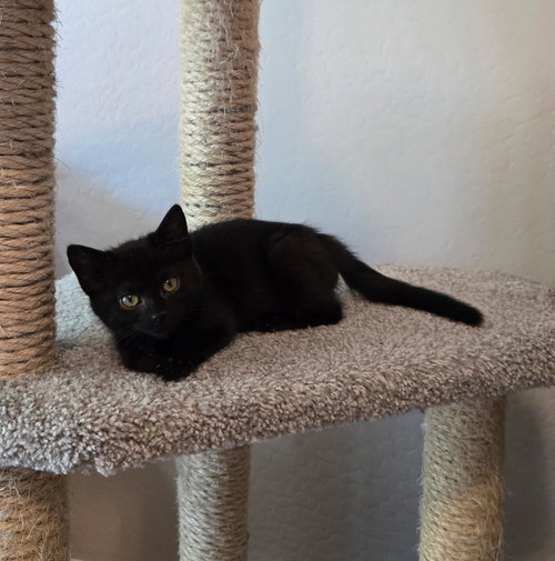 DANI (PURPLE) - Domestic Short Hair available for adoption