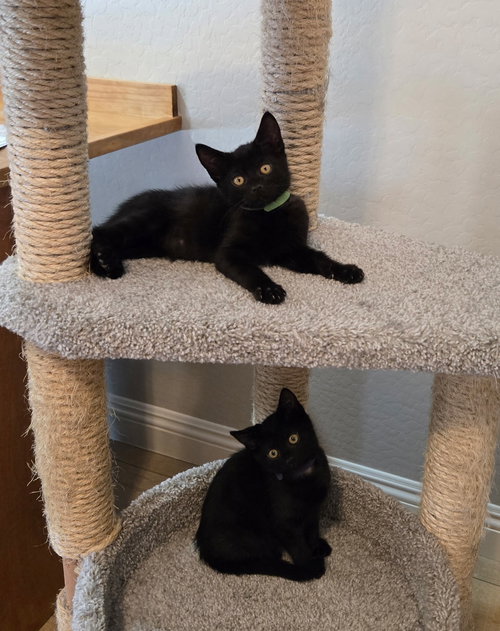 Max (Green), an adoptable Domestic Short Hair in Queen Creek, AZ