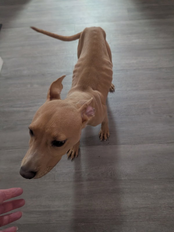 Cesar