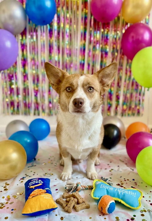 Rex, an adoptable Corgi in Queen Creek, AZ
