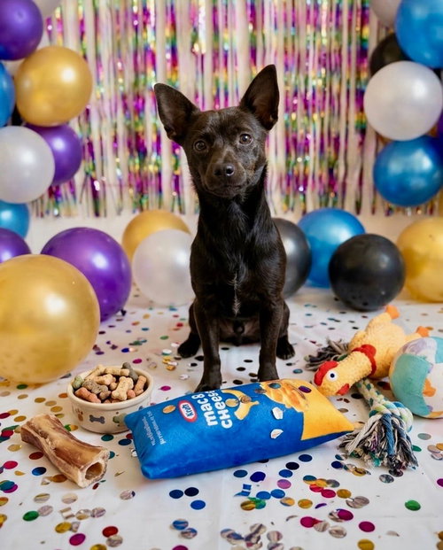 Apollo, an adoptable Chihuahua in Queen Creek, AZ