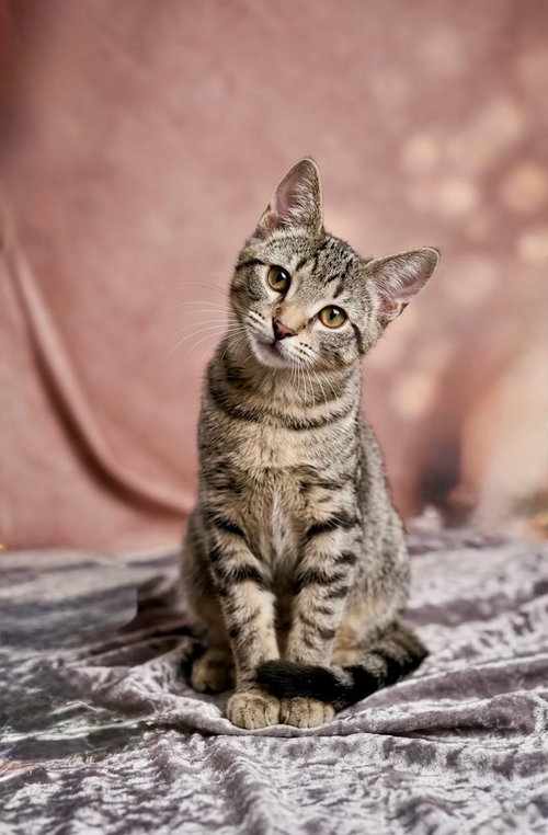 Wally, an adoptable Domestic Short Hair in Queen Creek, AZ
