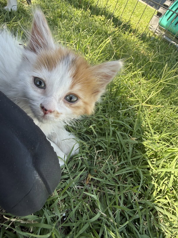 Pretzel