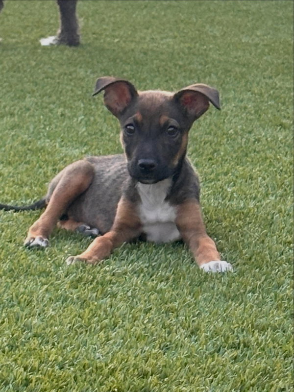 Kuma