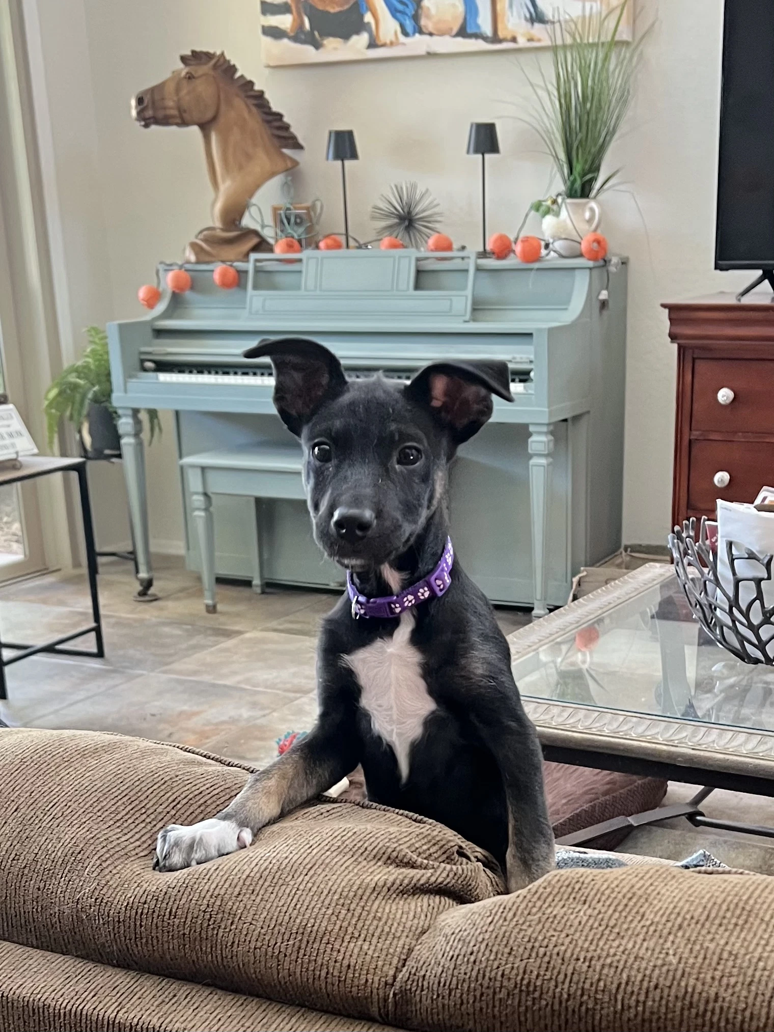 Kora